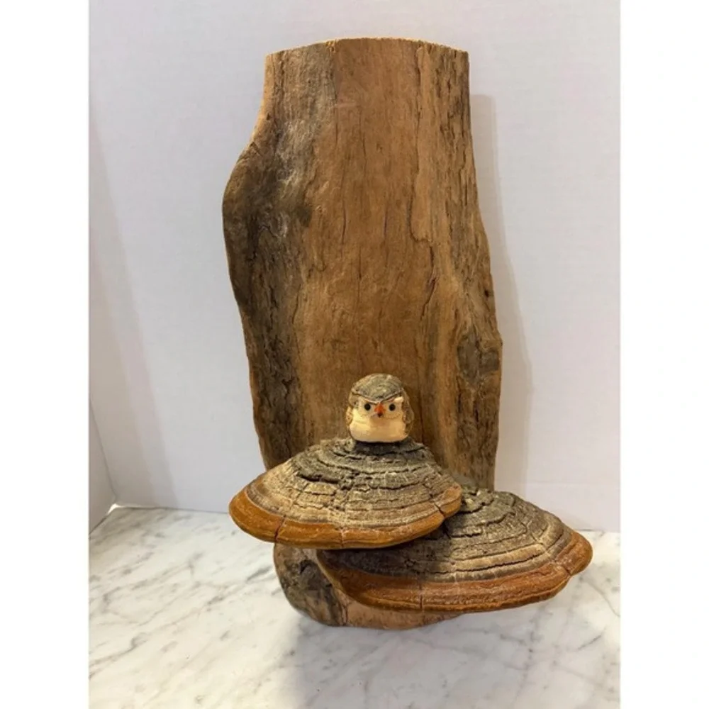 Driftwood‎ with adorable baby owl and mushrooms 14